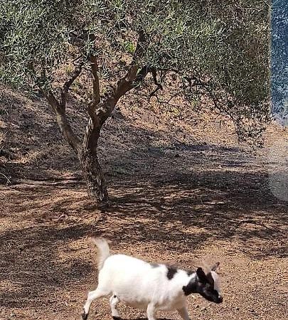 Tenda Etna Into The Wilde Montargano Εξωτερικό φωτογραφία