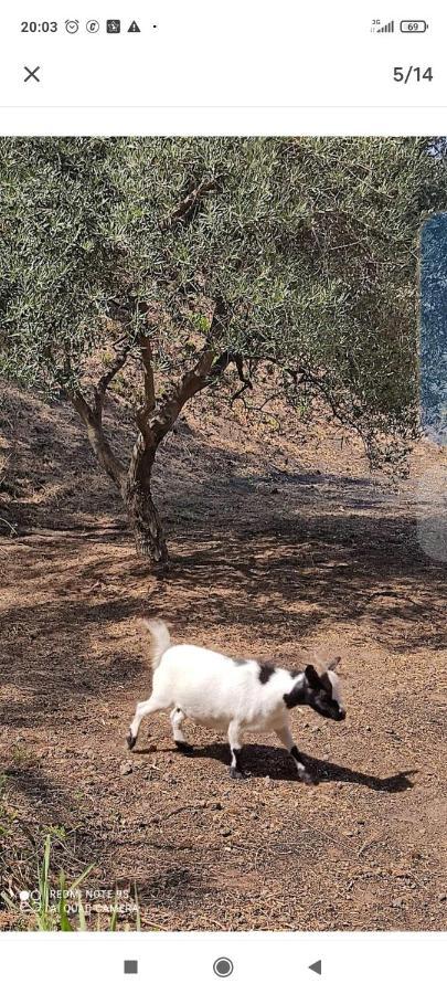 Tenda Etna Into The Wilde Montargano Εξωτερικό φωτογραφία
